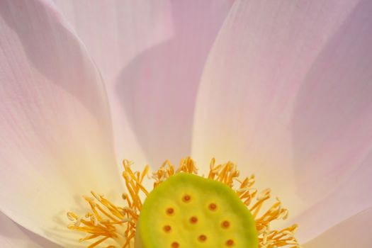 Sacred lotus flower close up - Latin name - Nelumbo nucifera