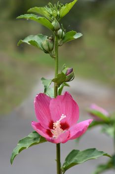 Rose Of Sharon Woodbridge - Latin name - Hibiscus syriacus Woodbridge