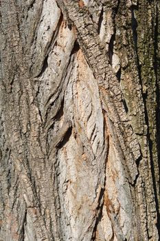 Lombardy poplar bark - Latin name - Populus nigra var. italica