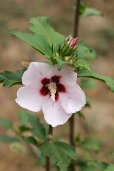 Rose Of Sharon Red Heart - Latin name - Hibiscus syriacus Red Heart