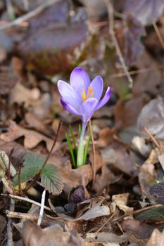 Spring Crocus - Latin name - Crocus heuffelianus