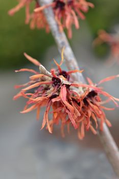 Witch Hazel Diane - Latin name - Hamamelis * intermedia Diane