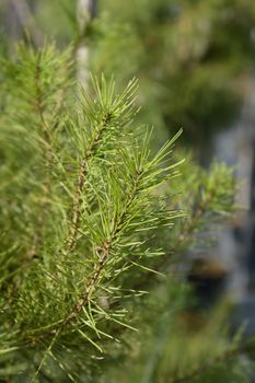 Aleppo pine - Latin name - Pinus halepensis