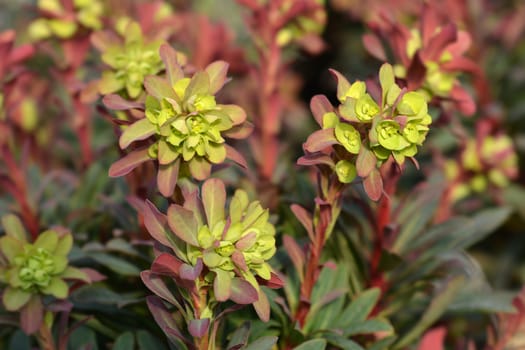 Wood spurge Purpurea - Latin name - Euphorbia amygdaloides Purpurea