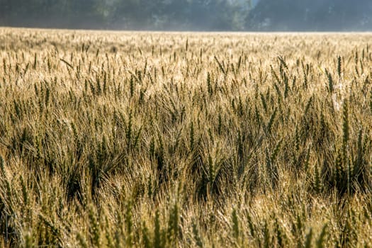 Background created with a close up of a cereal field in Latvia. Growing a natural product. Cereal is a grain used for food, for example wheat, maize, or rye. 

