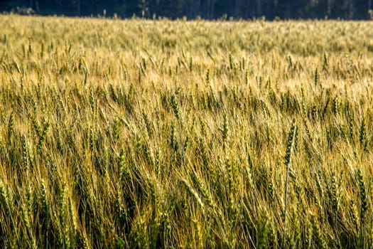 Background created with a close up of a cereal field in Latvia. Growing a natural product. Cereal is a grain used for food, for example wheat, maize, or rye. 

