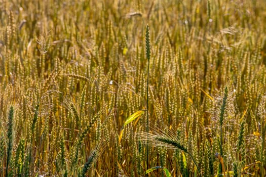 Background created with a close up of a cereal field in Latvia. Growing a natural product. Cereal is a grain used for food, for example wheat, maize, or rye. 

