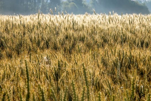 Background created with a close up of a cereal field in Latvia. Growing a natural product. Cereal is a grain used for food, for example wheat, maize, or rye. 

