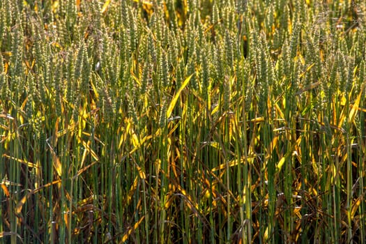 Background created with a close up of a cereal field in Latvia. Growing a natural product. Cereal is a grain used for food, for example wheat, maize, or rye. 

