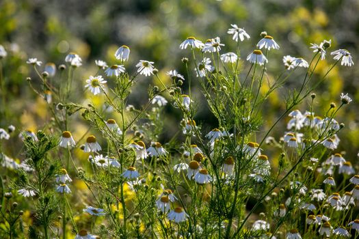 Blooming daisy flowers on a green grass. Meadow with flowers. Daisies is small European grassland plant which has flowers with a yellow disc and white rays.

