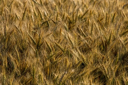 Background created with a close up of a cereal field in Latvia. Growing a natural product. Cereal is a grain used for food, for example wheat, maize, or rye. 

