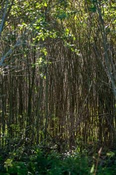 Brushwood forest in Latvia. Wild plants growing in fir and pine forest. Mixed wood. Brushwood is undergrowth, twigs, and small branches. 

