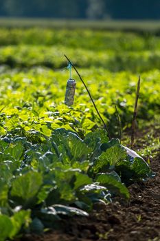 Beer can in the cabbage field bed. Beer can in the garden. Beer is an alcoholic drink made from yeast-fermented malt flavoured with hops.

