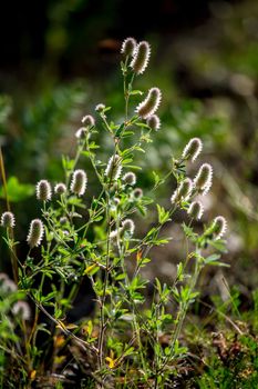 Blooming flowers on a green grass. Meadow with wild flowers. Flowers is seed-bearing part of a plant, consisting of reproductive organs that are typically surrounded by a brightly coloured petals and green calyx. 

