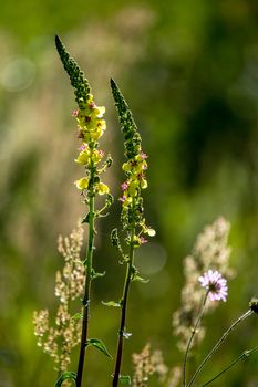 Blooming flowers on a green grass. Meadow with wild flowers. Flowers is seed-bearing part of a plant, consisting of reproductive organs that are typically surrounded by a brightly coloured petals and green calyx. 

