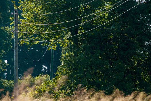 High-voltage power line on wooden poles glade near the forest. Electricity poles in field. Grass, forest and blue sky background, Latvia. 