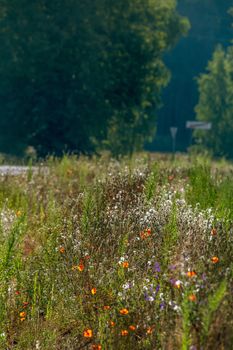 Blooming flowers on green grass at roadside. Meadow with wild flowers. Flowers is seed-bearing part of a plant, consisting of reproductive organs that are typically surrounded by a brightly coloured petals and green calyx. 

