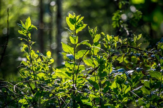 Green plants in the wood. Plant is living organism of the kind exemplified by trees, shrubs, herbs, ferns, grasses, and mosses, typically growing in a permanent site, absorbing water and inorganic substances through its roots, and synthesizing nutrients in its leaves by photosynthesis using the green pigment chlorophyll.

