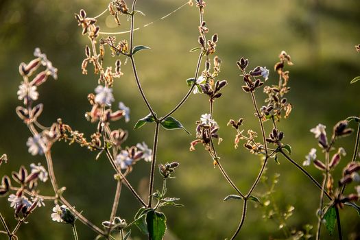 Blooming flowers on a green grass. Meadow with wild flowers. Flowers is seed-bearing part of a plant, consisting of reproductive organs that are typically surrounded by a brightly coloured petals and green calyx. 

