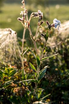 Blooming flowers on a green grass. Meadow with wild flowers. Flowers is seed-bearing part of a plant, consisting of reproductive organs that are typically surrounded by a brightly coloured petals and green calyx. 

