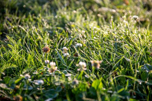 Close up of fresh thick grass with water drops after the rain. Dew drops on green grass with clover in Latvia. Background of wet grass. Rain is the condensed moisture of the atmosphere falling visibly in separate drops.

