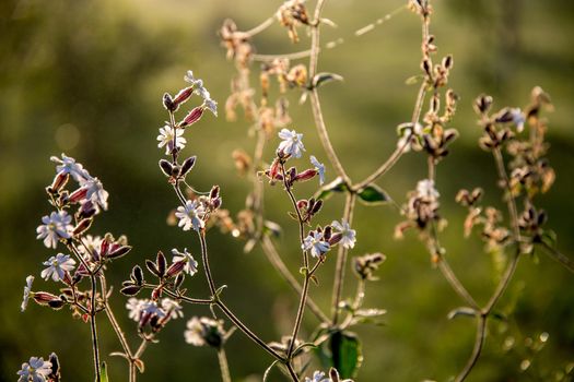 Blooming flowers on a green grass. Meadow with wild flowers. Flowers is seed-bearing part of a plant, consisting of reproductive organs that are typically surrounded by a brightly coloured petals and green calyx. 

