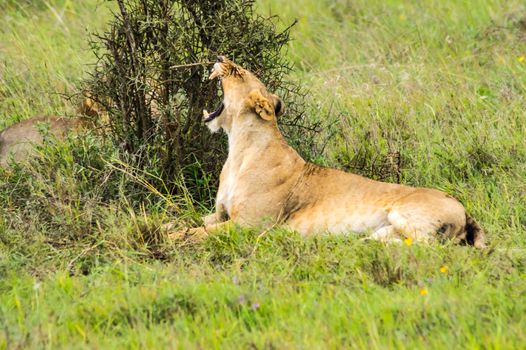 Lioness sitting in the savannah of Nairobi Park in Kenya in Africa