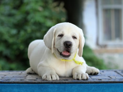 a little yellow labrador puppy sitting on blue background