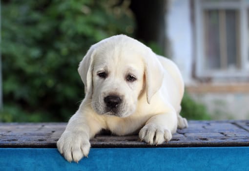 the little yellow labrador puppy sitting on blue background