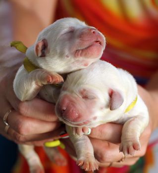 two sweet little newborn labrador puppies in spring