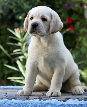little yellow labrador puppy sitting on blue background