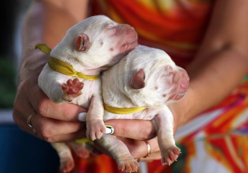 two cute sweet little newborn labrador puppies in spring