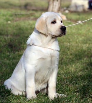 a yellow labrador sitting in the park