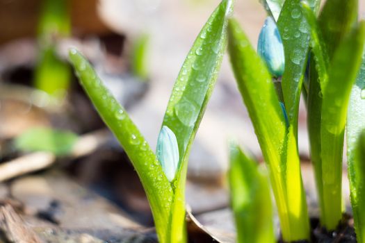 blue snowdrops, the first flower of spring, fragile blue flower. blue spring flowers with dew drops