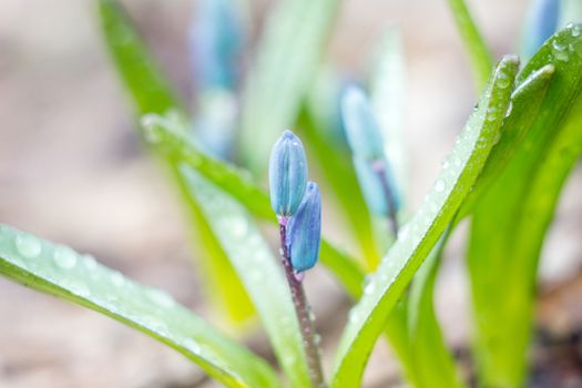 blue snowdrops, the first flower of spring, fragile blue flower. blue spring flowers with dew drops