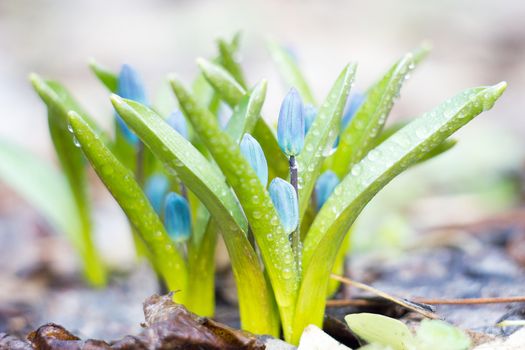 blue snowdrops, the first flower of spring, fragile blue flower. blue spring flowers with dew drops