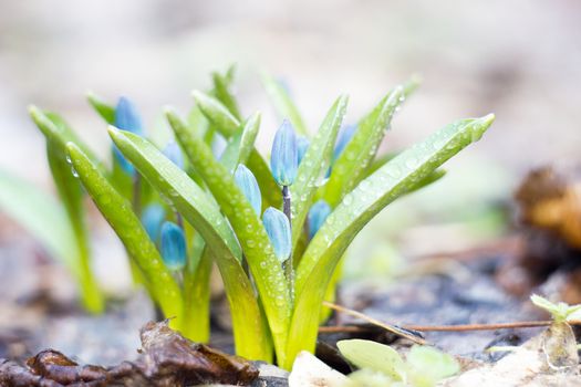 blue snowdrops, the first flower of spring, fragile blue flower. blue spring flowers with dew drops