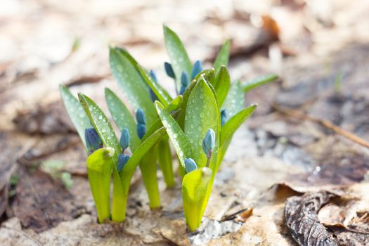 blue snowdrops, the first flower of spring, fragile blue flower. blue spring flowers with dew drops