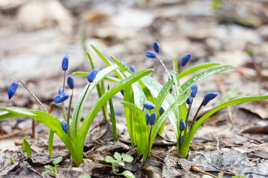 blue snowdrops, the first flower of spring, fragile blue flower. blue spring flowers with dew drops