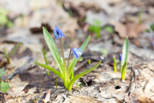 blue snowdrops, the first flower of spring, fragile blue flower. blue spring flowers with dew drops