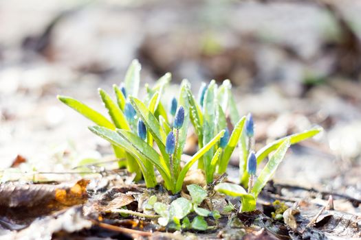 blue snowdrops, the first flower of spring, fragile blue flower. blue spring flowers with dew drops