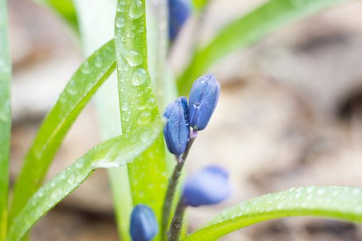 blue snowdrops, the first flower of spring, fragile blue flower. blue spring flowers with dew drops