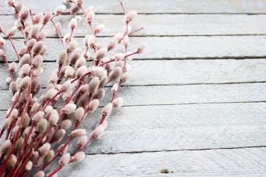 bouquet of a blossoming willow on a light wooden background, with a place for writing, concept for Easter