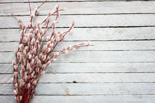 bouquet of a blossoming willow on a light wooden background, with a place for writing, concept for Easter