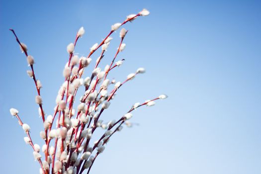 bouquet of a blossoming willow against the blue sky, Willow during flowering, concept for Easter