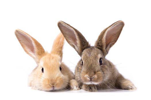 two fluffy bunnies look at the signboard. Isolated on white background Easter Bunny. Red and gray rabbit peeking. Rabbit ears