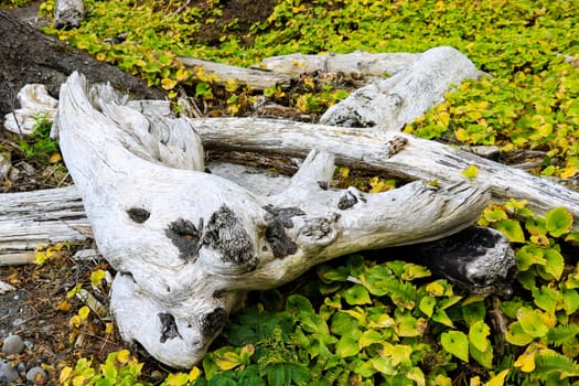 Driftwood on the coast surrounded by sand, rocks, vegetation, grasses