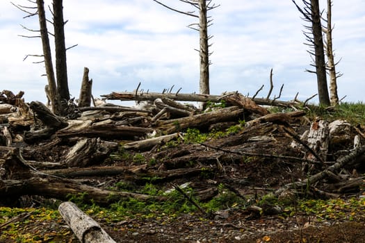 Driftwood on the coast surrounded by sand, rocks, vegetation, grasses