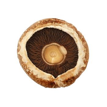 Close up one fresh brown portobello mushroom isolated on white background, elevated top view, directly above