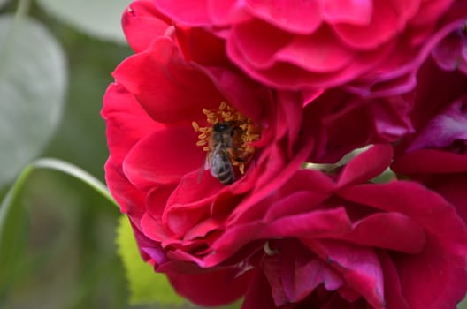 beautiful rose flowers